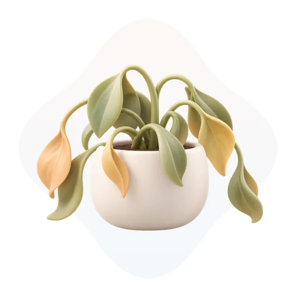Wilted potted plant